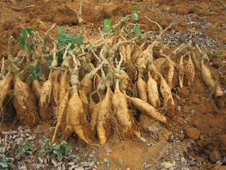 Korzeń Kudzu